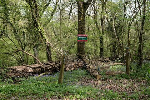 Woodland for sale - Chittlehamholt, Umberleigh EX37