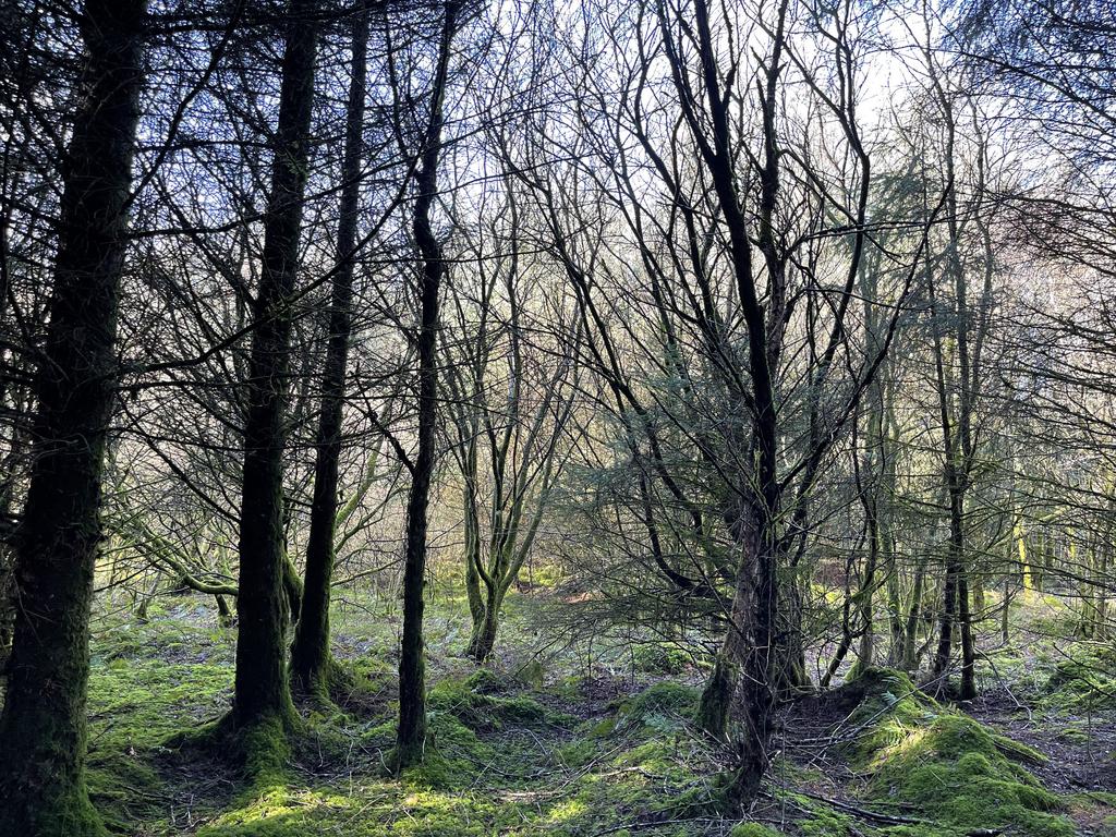 Mynydd Brith, Bronant SY23 Woodland for sale £97,000