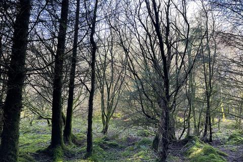 Woodland for sale, Mynydd Brith, Bronant SY23