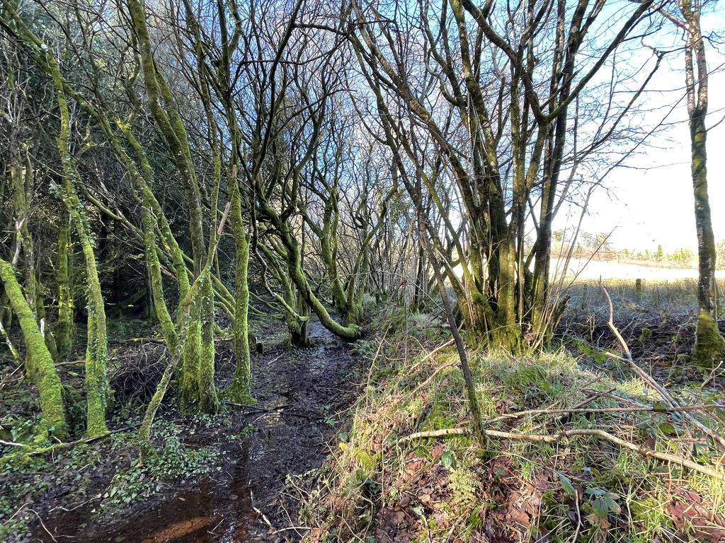 Mynydd Brith, Bronant SY23 Woodland for sale £97,000