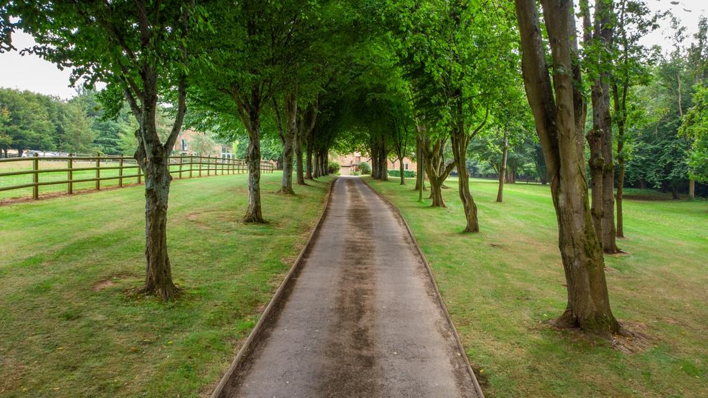 Tree Lined Drive