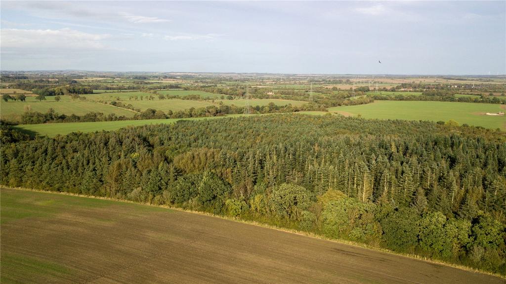 Woodland