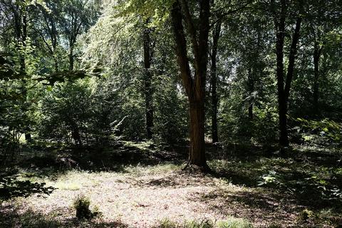Woodland for sale - Little London, Andover SP11
