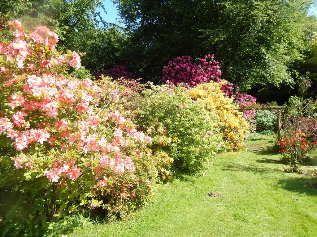 Azaleas