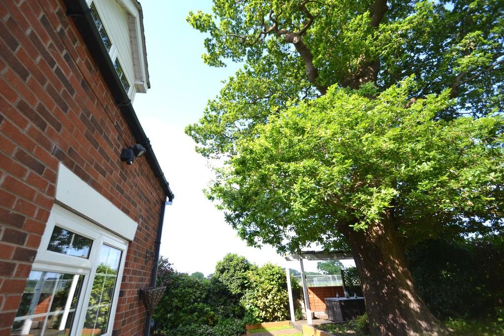 Tree to Rear Garden