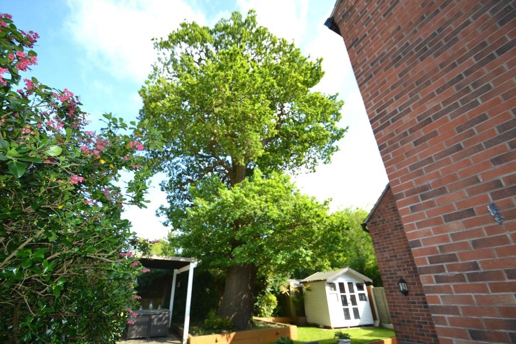 Tree to Rear of Property