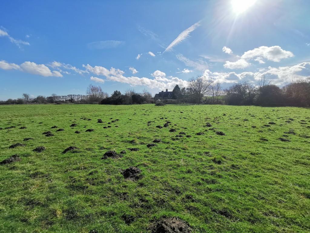 Grazing Meadows