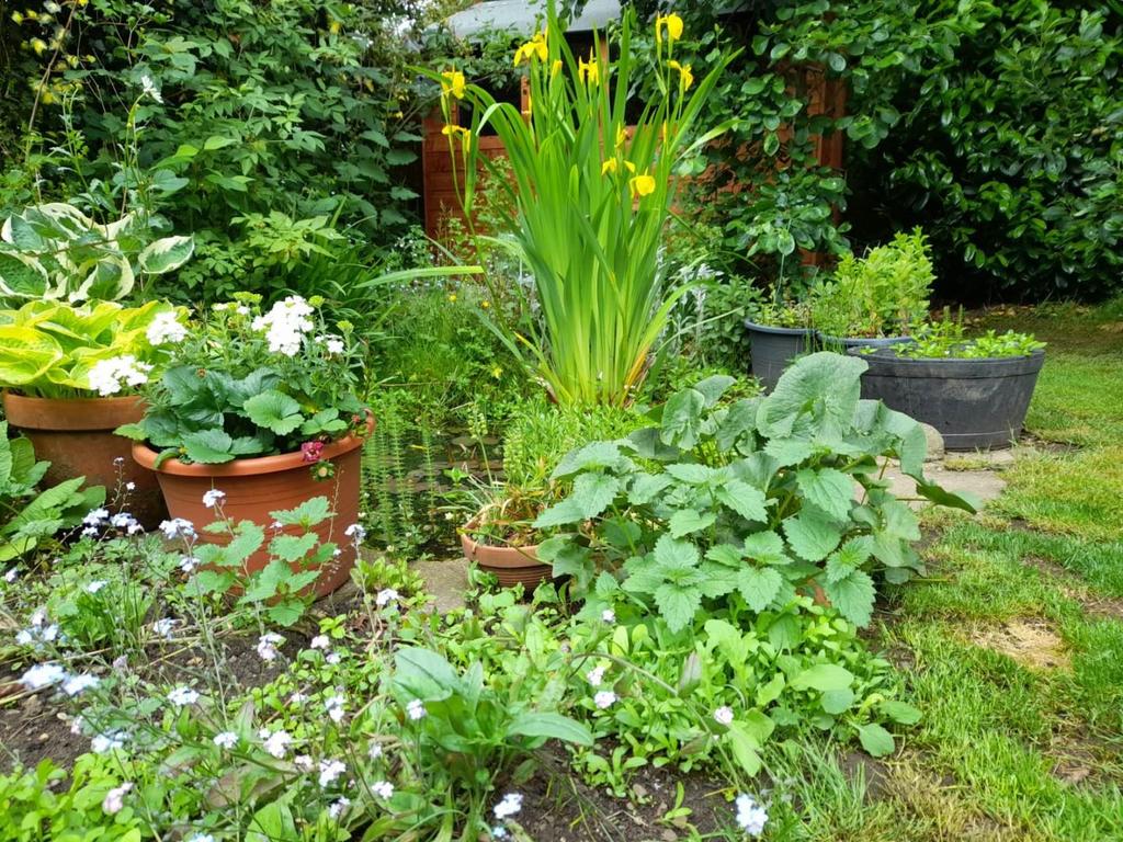 Garden 3.jpg