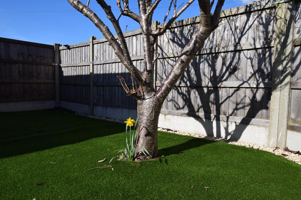 Dafodill in bloom.JPG