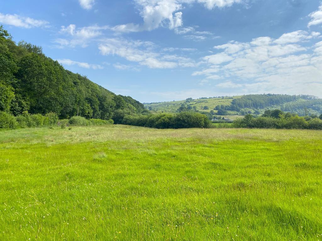 Bottom Paddock