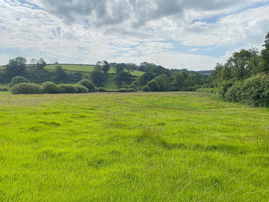 Bottom Paddock