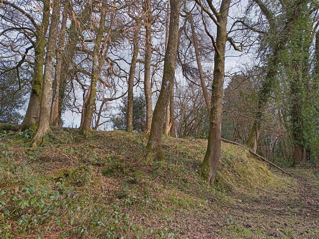 Mature Woodland