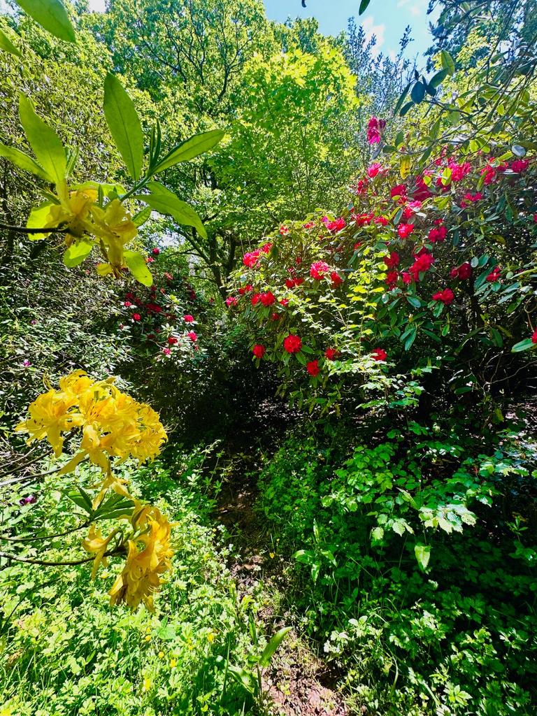 Rhododendron Path