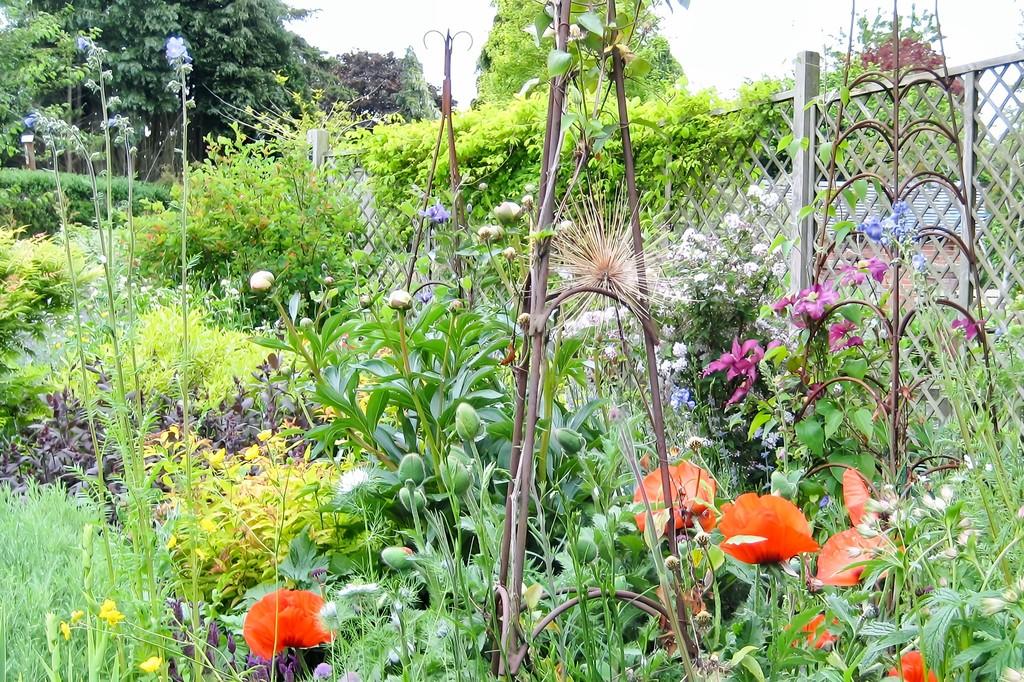 Poppies