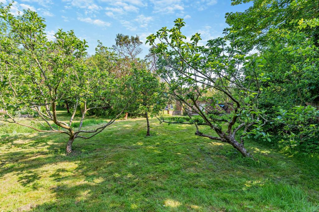 Orchard