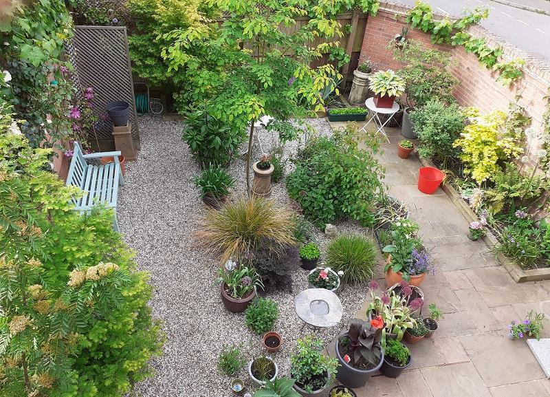 V. garden pic.jpg