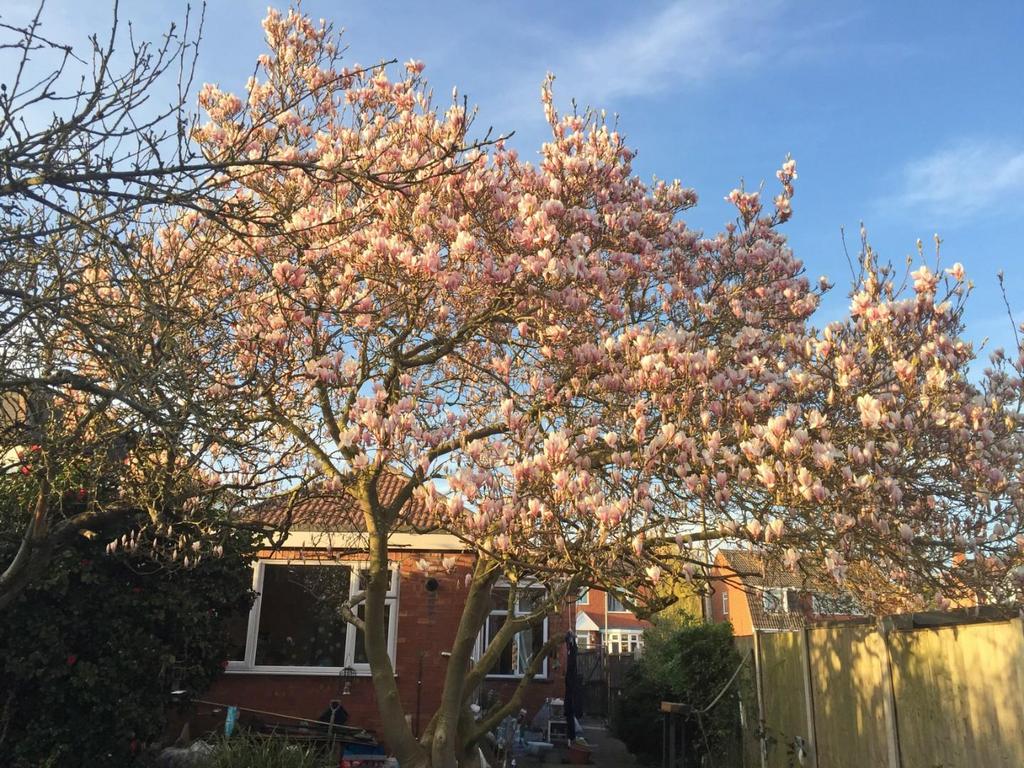 Rear Magnolia in Summer