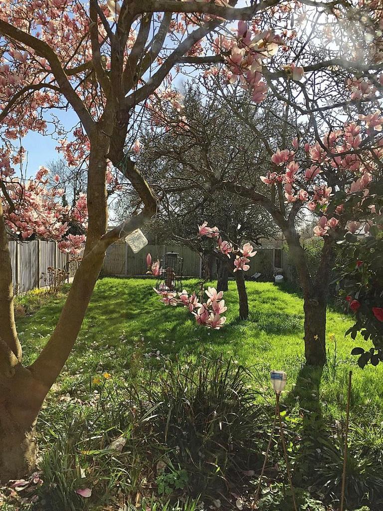 Garden in Summer