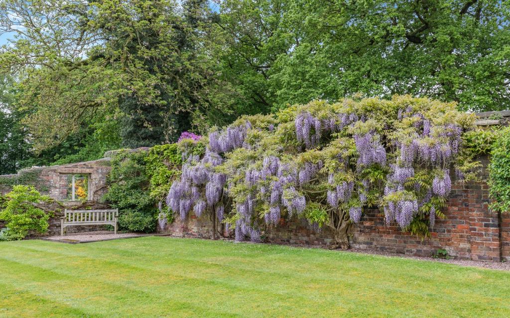 Wisteria In Garden