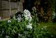Additional image 12 of Wareham, Dorset