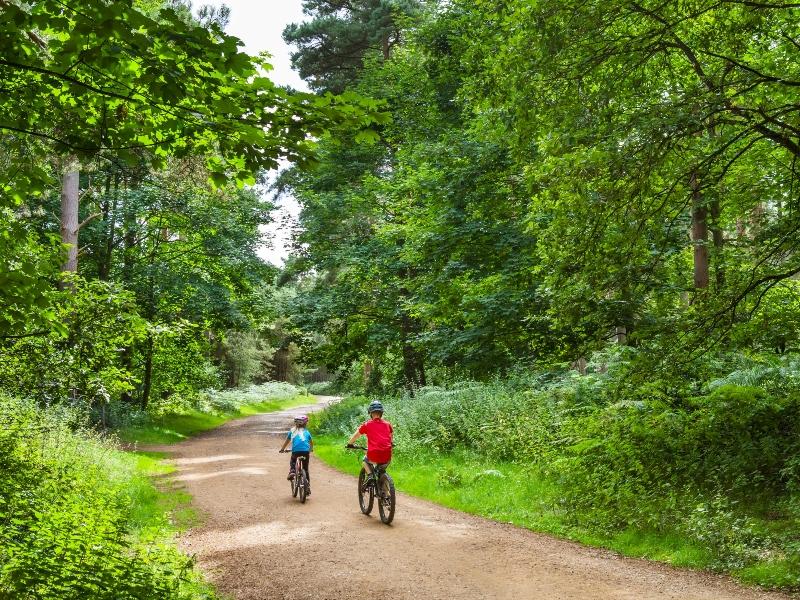 Thetford Forest