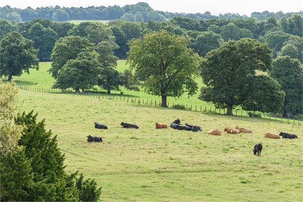 The Adjoining Estate Grounds: