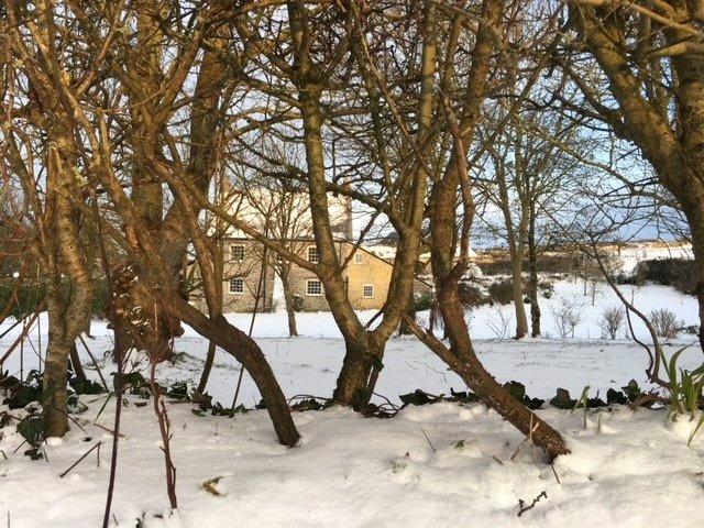 Snowy Scene