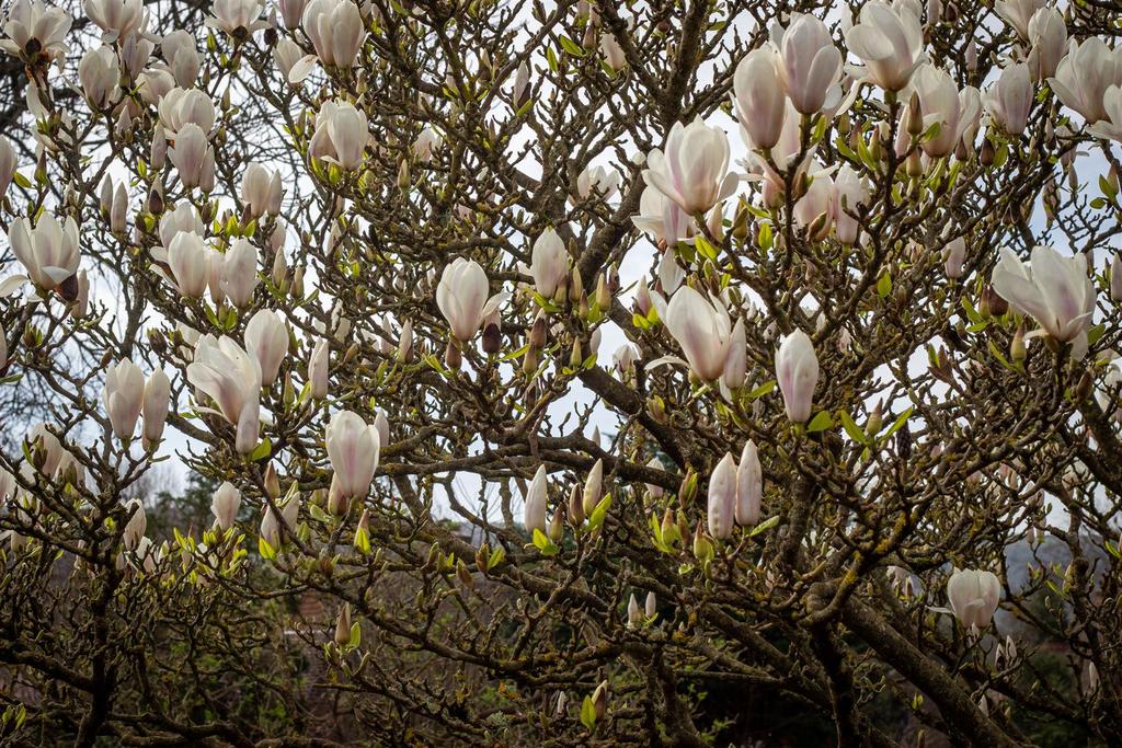 Magnolia