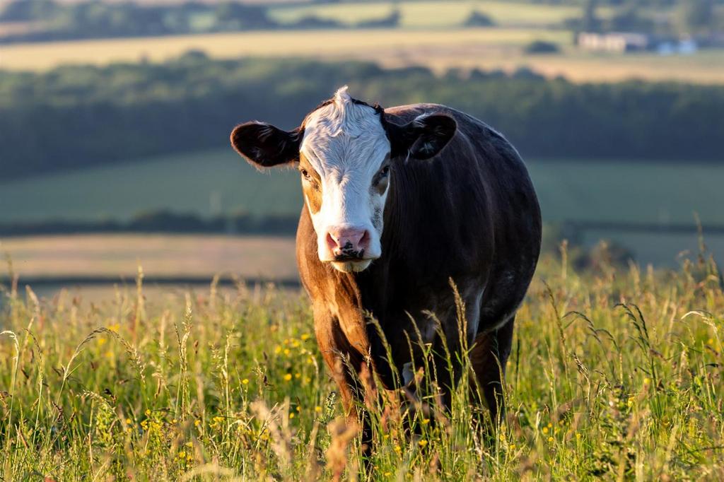 Cow on Ditchling Beacon