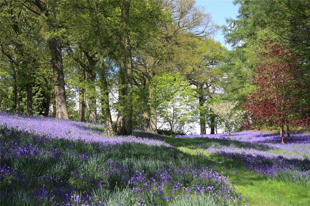 Bluebells