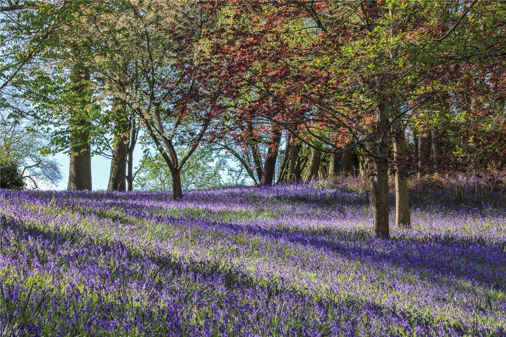 Bluebells
