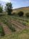 Additional image 30 of Blaenplwyf, Aberystwyth