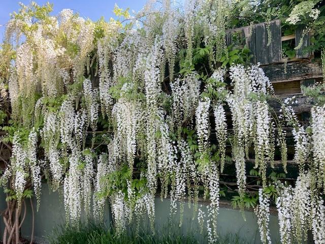 Wisteria.jpg