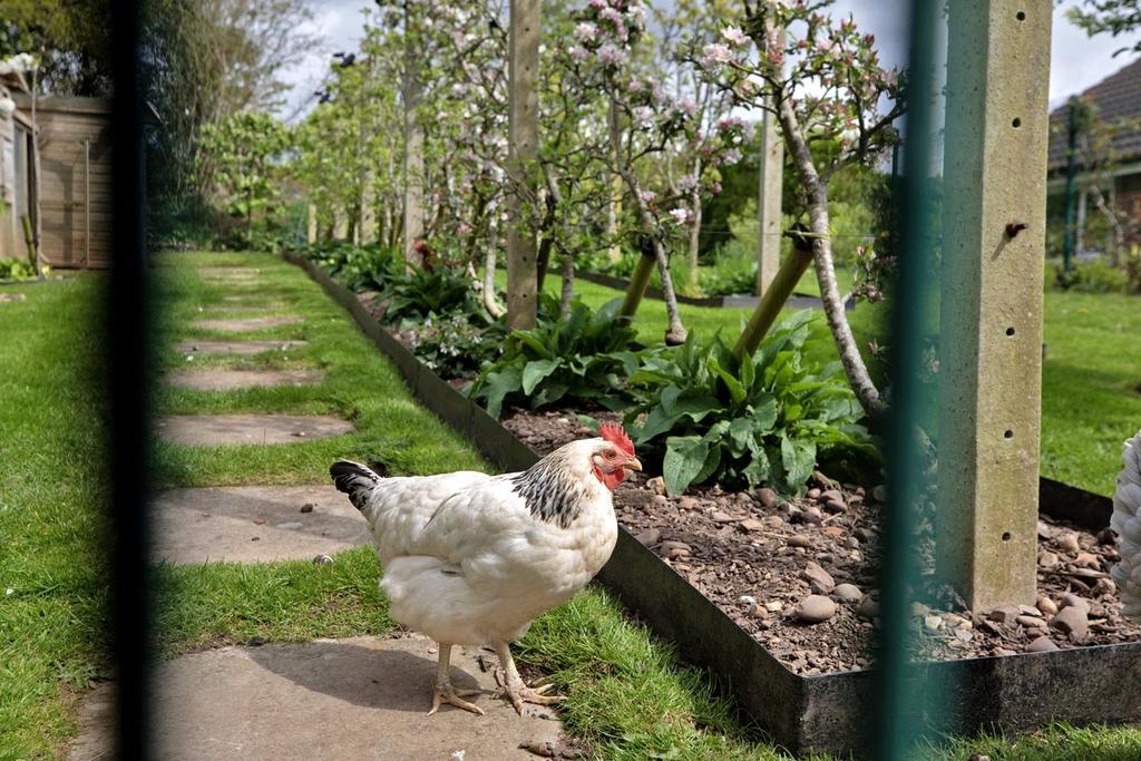 Orchard