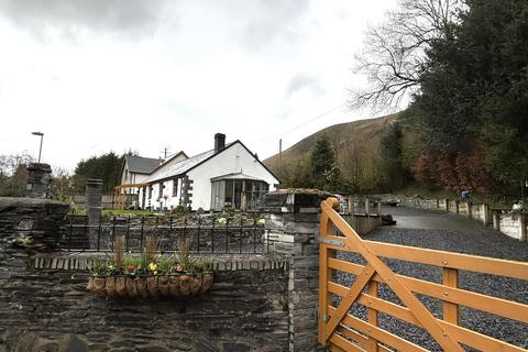 undefined, Conifers, Machynlleth