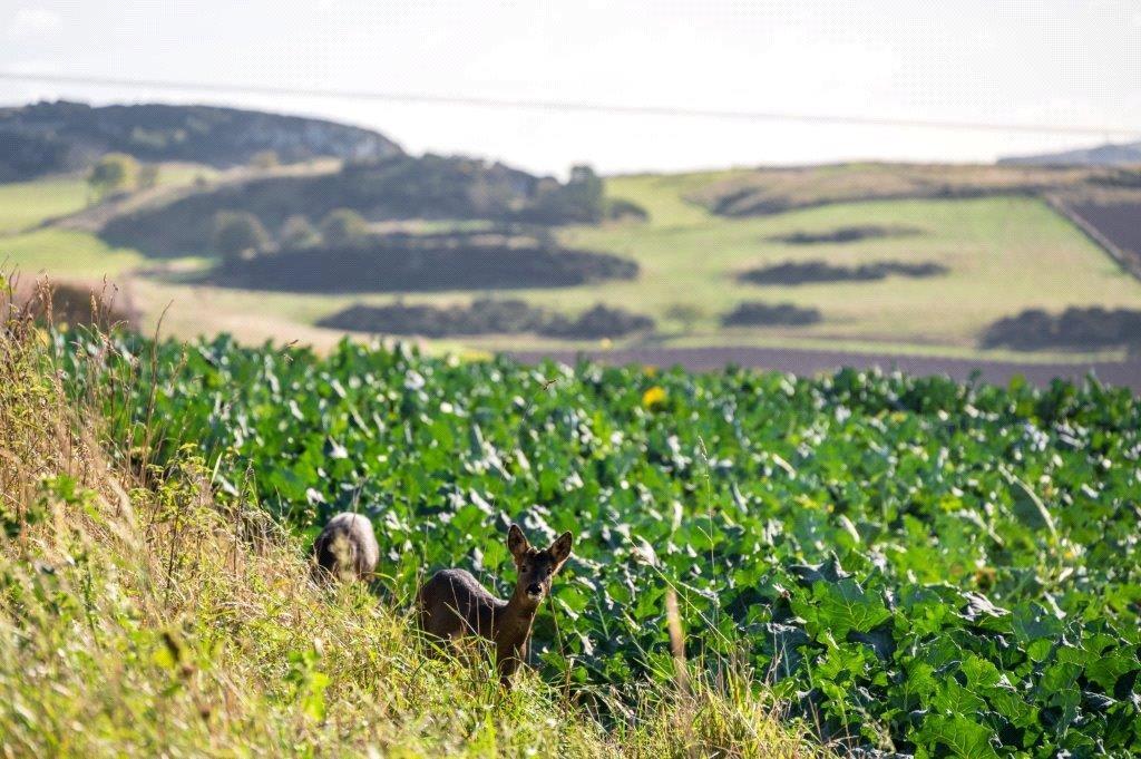 Farmland