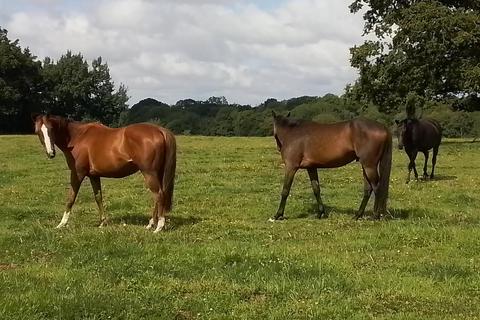 3 bedroom equestrian property for sale, Equestrian Facility with approx 17 acres Nr Kingsland