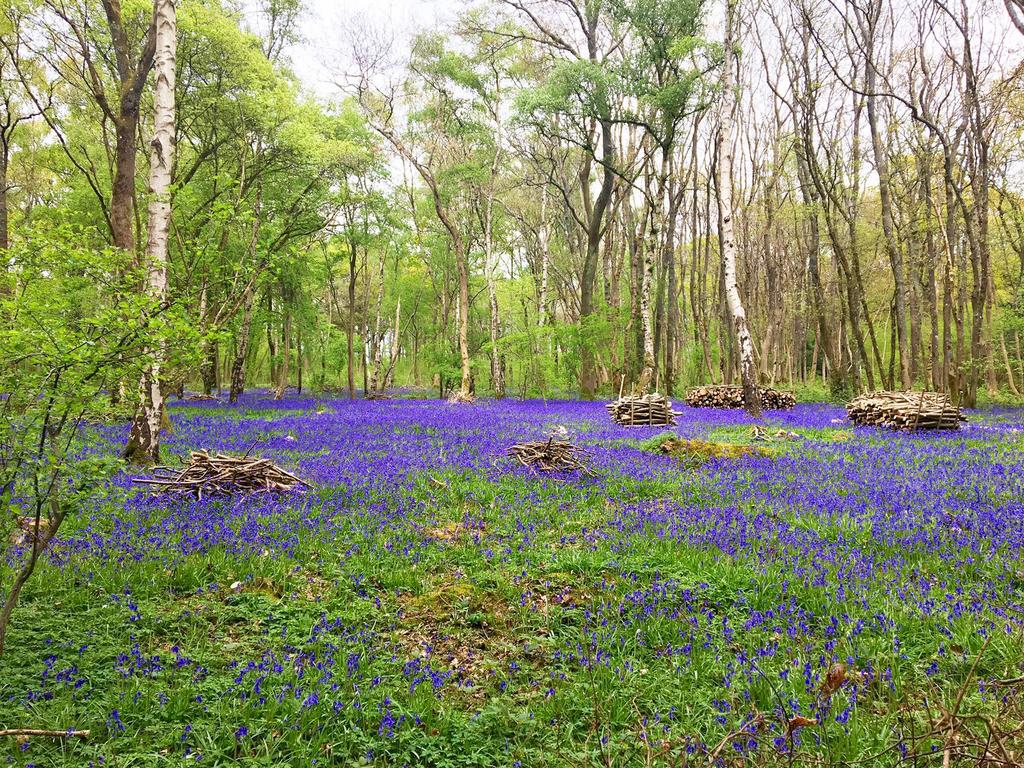 Nearby Bluebells in the Wood