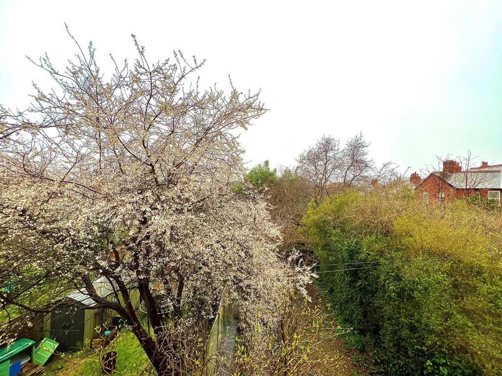 Blossom Tree.jpg