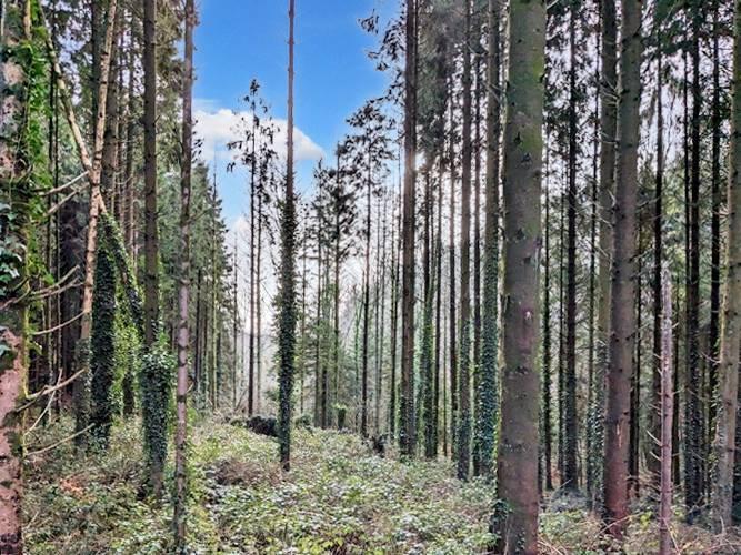 Sunlight flowing through towering conifer trees