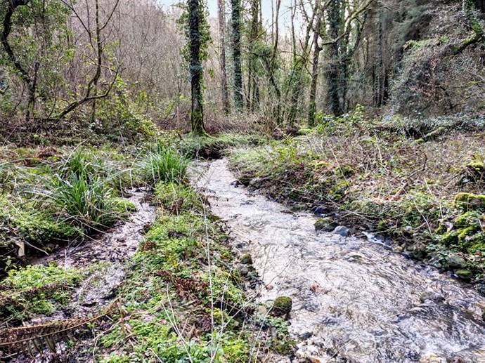 The western part of Marple Wood