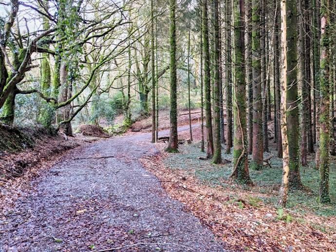 Stoned access track with the woodland on the right