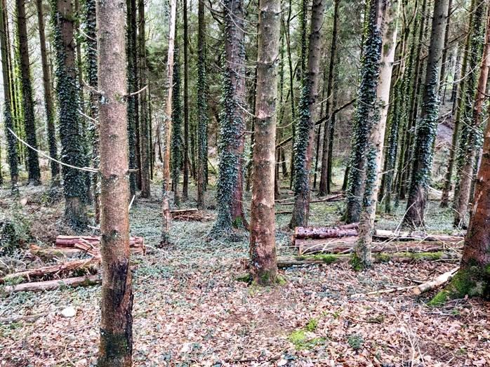 Well spaced conifer trees