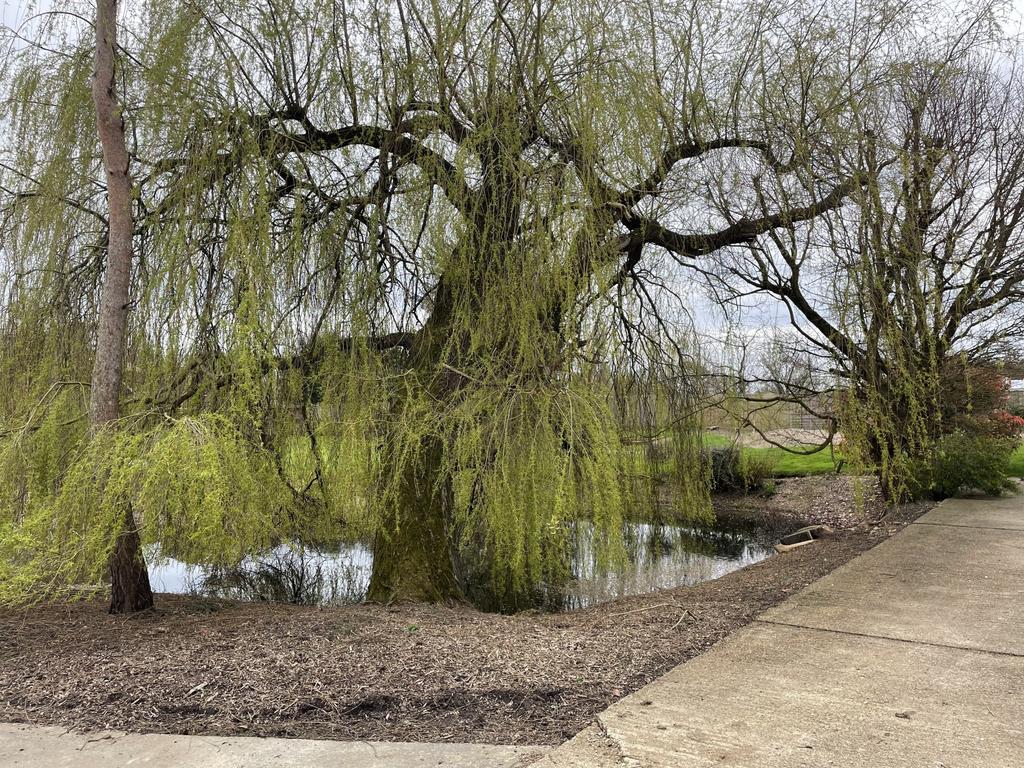 Estate Pond