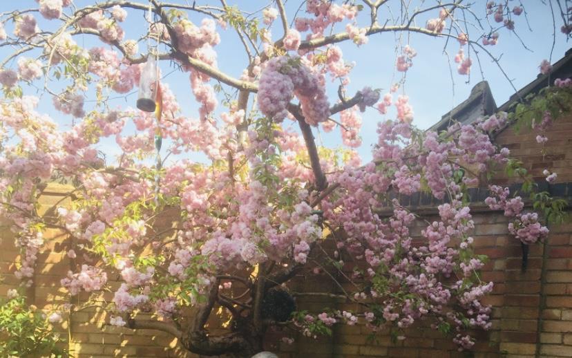 Flowers 2.jpeg