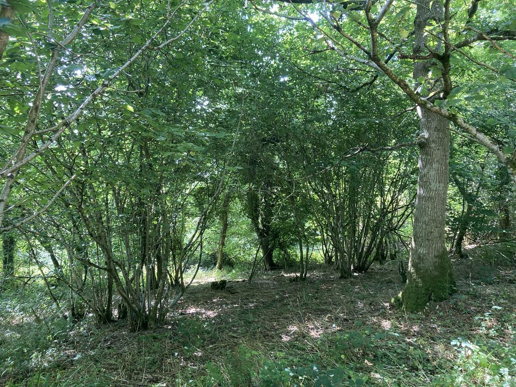 Thick hazel understory