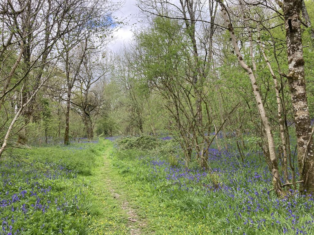 A pathway through the wood