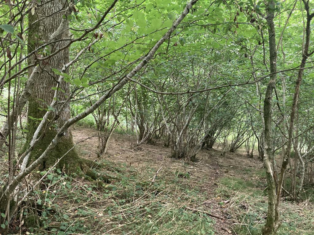 A view along an animal trail