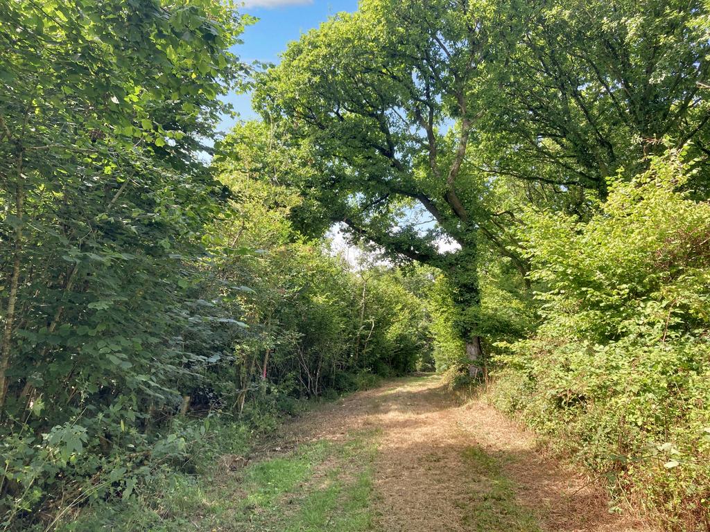 Access to the wood