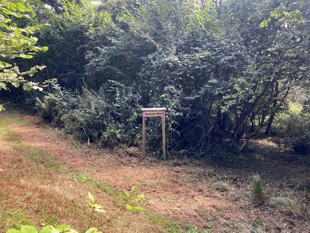 Arriving at Spinosa Wood